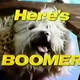 Illustration for article titled Furry Tries To Legally Change His Name To "Boomer The Dog"